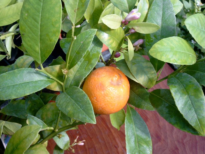 Cây Chanh kiên. Citrus limonia Osbeck - Cây Thuốc Nam Quanh Ta